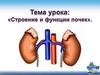 Строение и функции почек