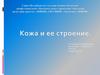 Кожа и ее строение