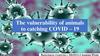 The vulnerability of animals to catching Covid – 19