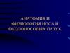 Анатомия и физиология носа и околоносовых пазух