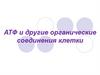 АТФ и другие органические соединения клетки
