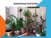 Комнатные растения