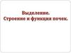 Выделение. Строение и функция почек