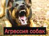 Агрессия собак