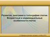 Развитие, анатомия и топография глотки. Возрастные и индивидуальные особенности глотки