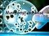 Основные группы микроорганизмов