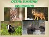 Осень в жизни хищников