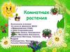 Комнатные растения. 3 ю класс