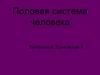 Половая система человека