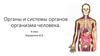 Органы и системы органов организма человека