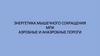 Энергетика мышечного сокращения МПК. Аэробные и анаэробные пороги