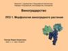 Морфология виноградного растения