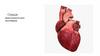 Сердце. Что такое сердце?