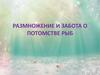 Размножение и забота о потомстве рыб