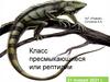 Класс пресмыкающиеся или рептилии