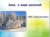 Зима в мире растений