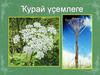 Ҡурай үҫемлеге