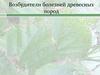 Возбудители болезней древесных пород. Лесная фитопатология. Занятие 3