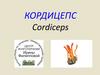 Кордицепс. Cordiceps