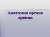Анатомия органа зрения