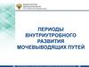 Периоды внутриутробного развития мочевыводящих путей