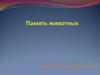 Память животных