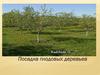 Посадка плодовых деревьев