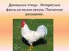 Домашние птицы . Интересные факты из жизни петуха. Поэтапное рисование. 7 класс