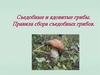 Съедобные и ядовитые грибы. Правила сбора съедобных грибов