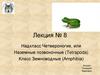 Надкласс Четвероногие, или Наземные позвоночные. Класс Земноводные. Лекция № 8