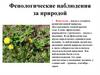Фенологические наблюдения за природой