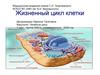 Жизненный цикл клетки