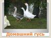 Домашний гусь