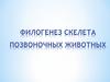 Филогенез скелета позвоночных животных