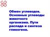 Обмен углеводов. Основные углеводы животного организма. Пути распада и синтеза гликогена