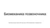 Биомеханика позвоночника