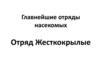 Главнейшие отряды насекомых. Отряд Жесткокрылые