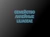 Семейство лилейные liliaceae