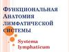 Анатомия лимфатической системы