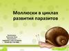 Моллюски в циклах развития паразитов