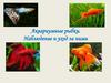 Аквариумные рыбки. Наблюдение и уход за ними
