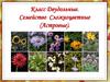 Класс Двудольные. Семейство Сложноцветные (Астровые)
