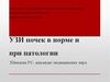 УЗИ почек в норме и при патологии
