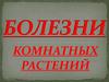 Вредители комнатных растений
