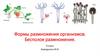 Формы размножения организмов. Бесполое размножение. 9 класс