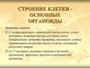 Строение клетки - основные органоиды
