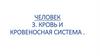 Кровь и кровеносная система человека