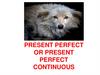 Perfect or present perfect continuous