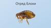 Отряд блохи