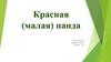 Красная панда. 1 класс